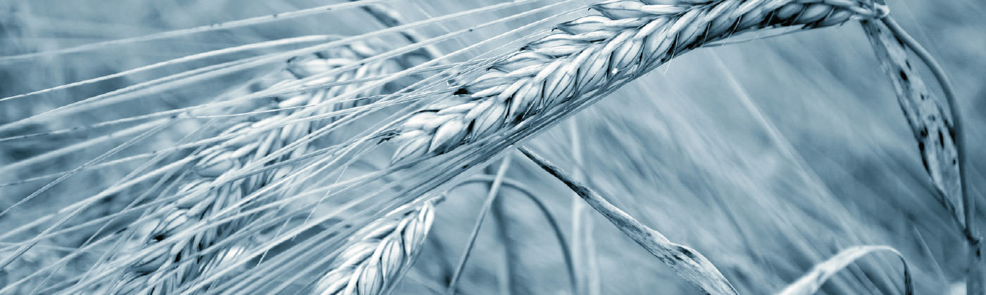 Weizenhalm Close-Up